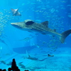 沖縄美ら海水族館ジンベイザメ