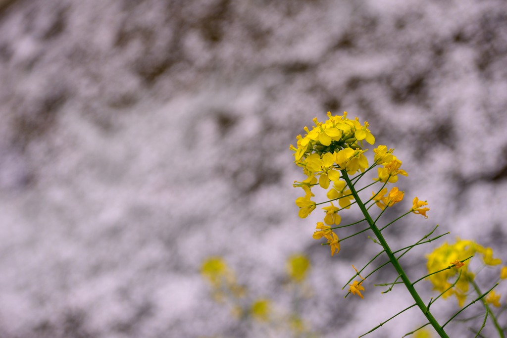 花筏その２