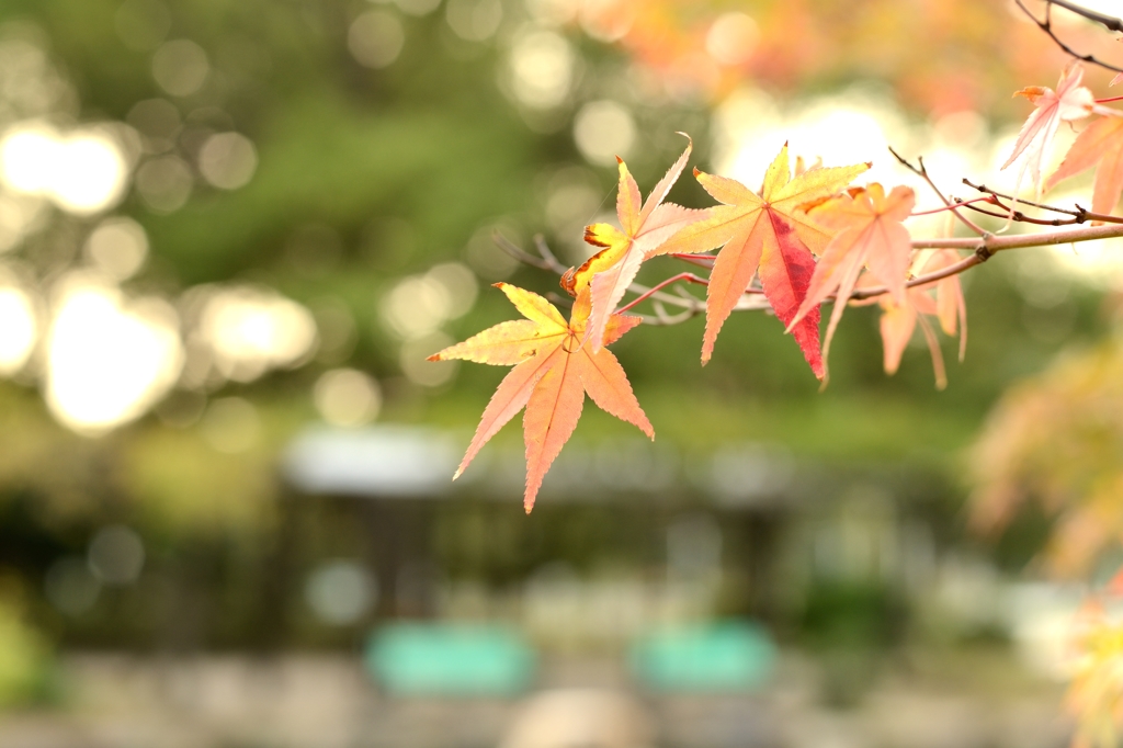 鶴舞公園色づき始め１