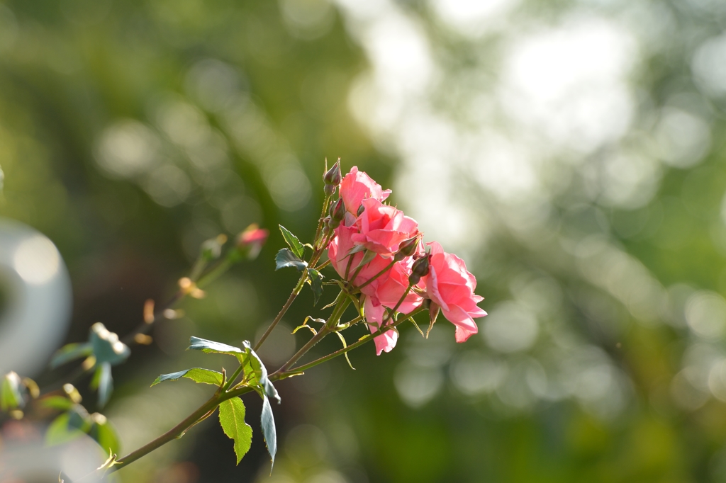 鶴舞公園バラ園１