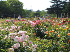 鶴舞公園バラ園２