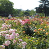 鶴舞公園バラ園２