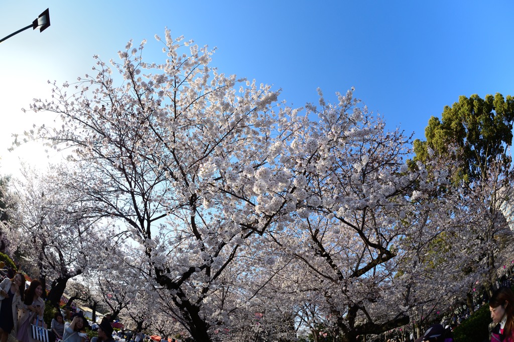 鶴舞公園桜
