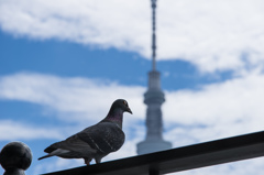 スカイツリーを望む