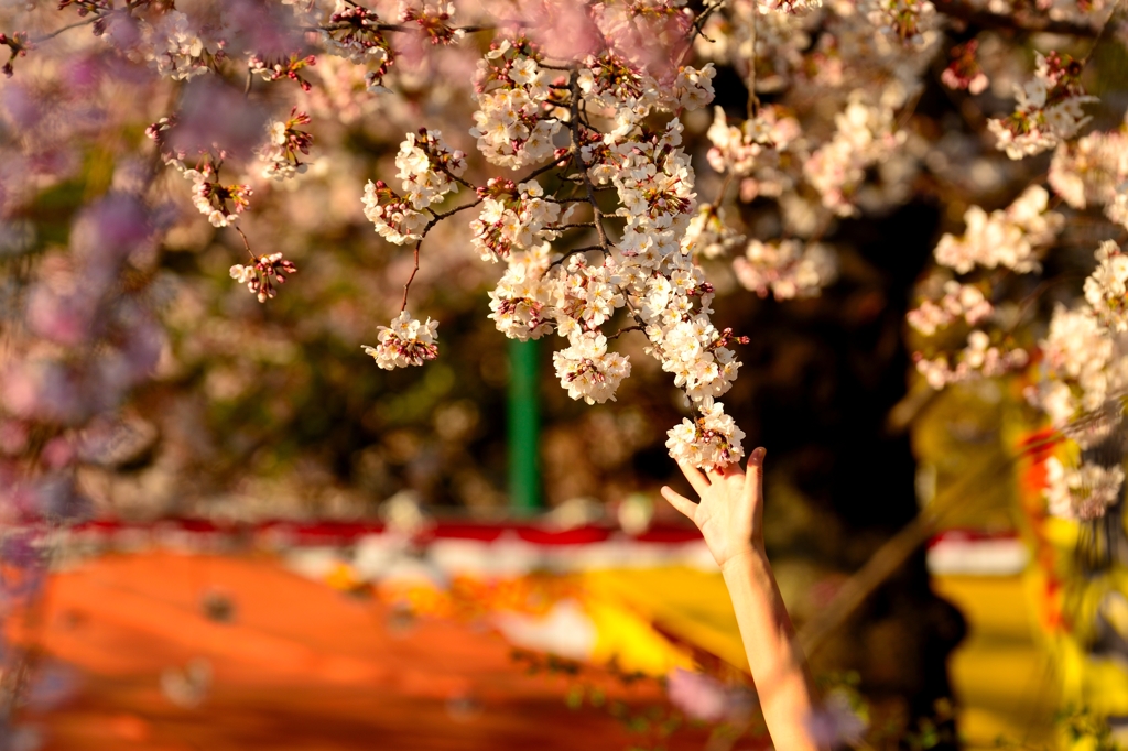 桜にタッチ！！