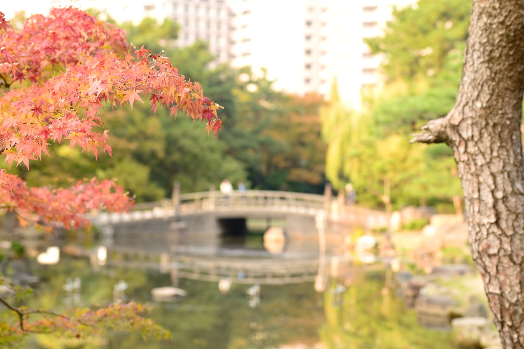 鶴舞公園色づき始め２