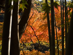 竹林と紅葉