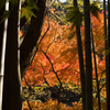 竹林と紅葉