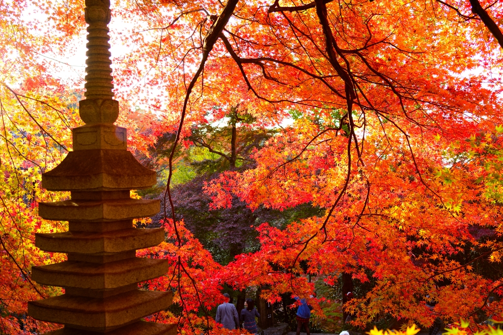 犬山寂光院紅葉その１