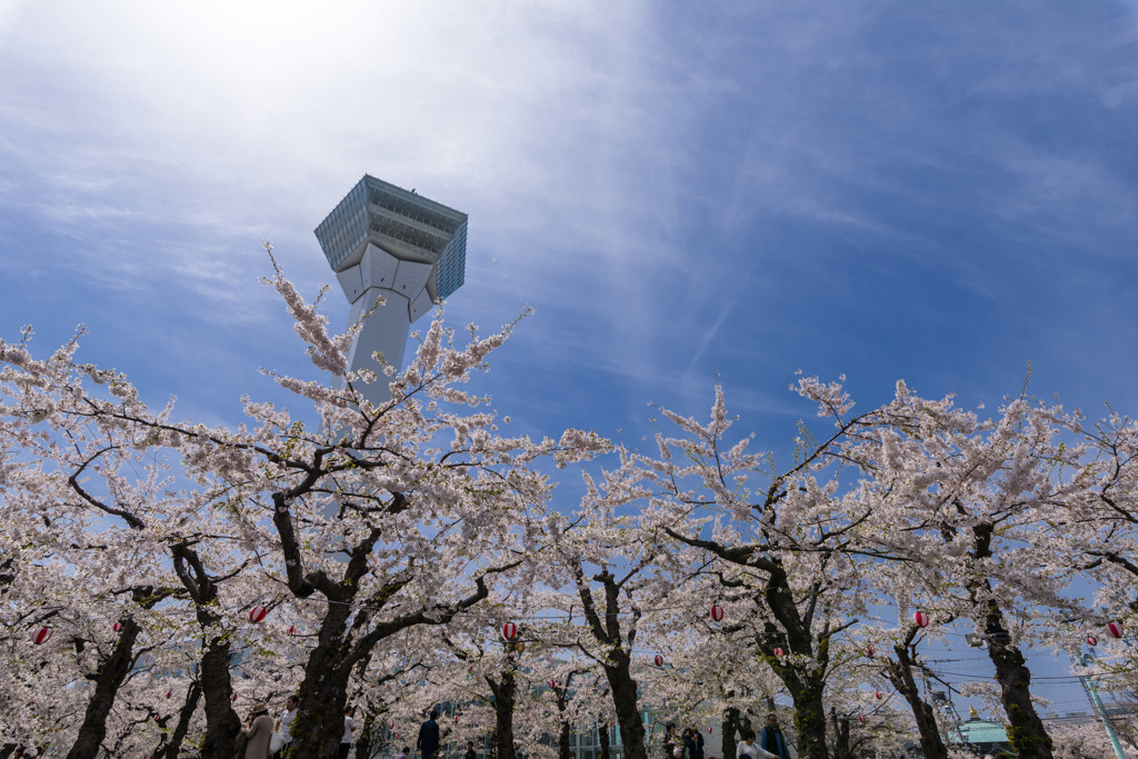 五稜郭タワーと満開の桜