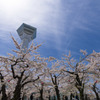 五稜郭タワーと満開の桜