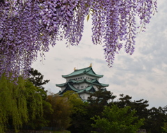 名城公園の藤