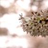 満開の桜