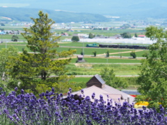 ラベンダーとノロッコ号