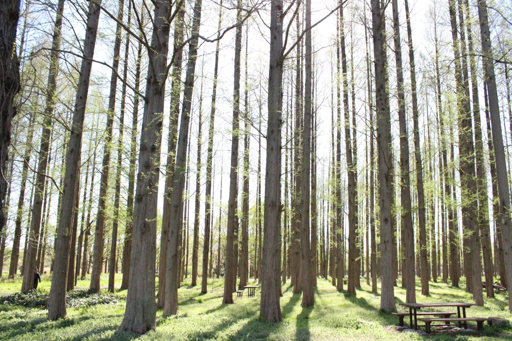 メタセコイアの森