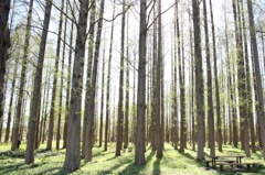 メタセコイアの森