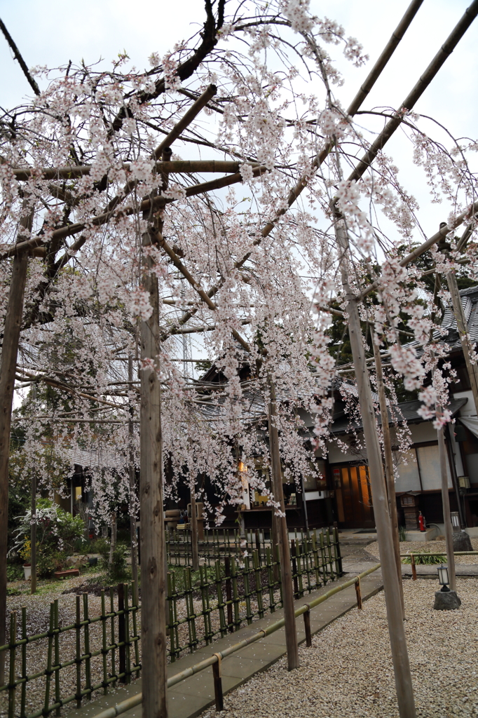 しだれ桜