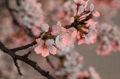 赤い桜