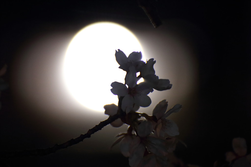 春の陰