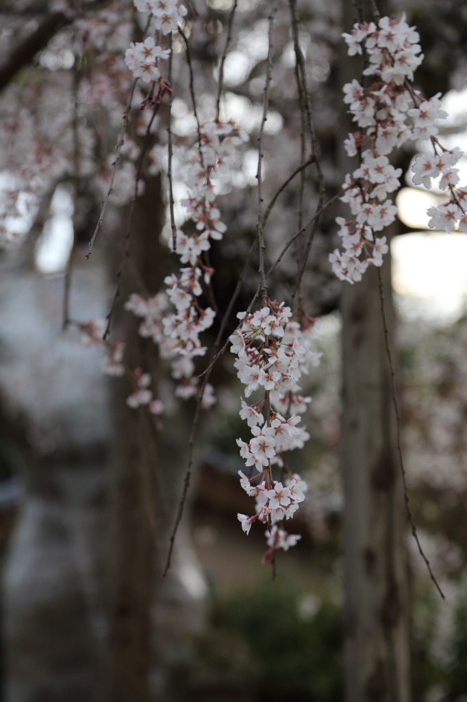 DPP_0008_1
