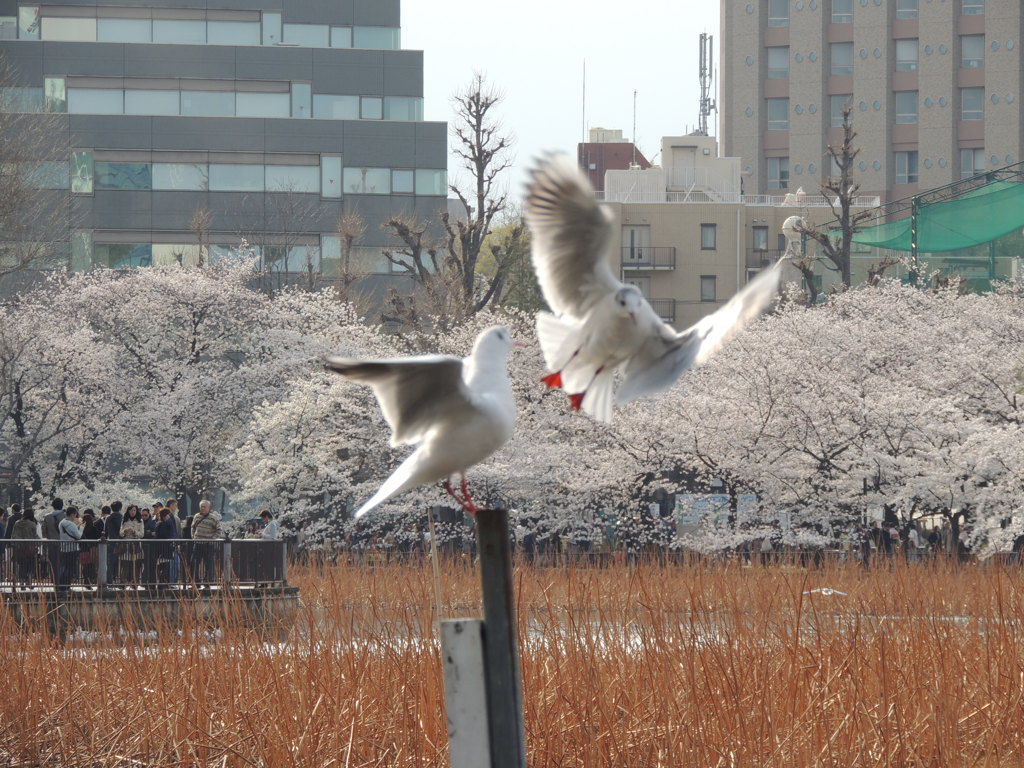 場所とり
