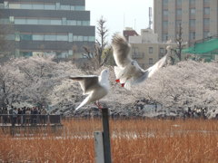 場所とり