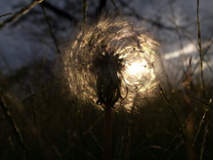 watage