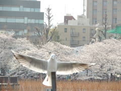 DSCN0421