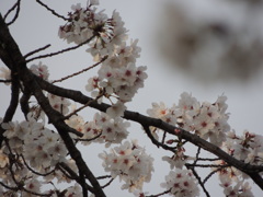 DSCN0433