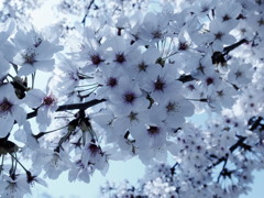 sakura