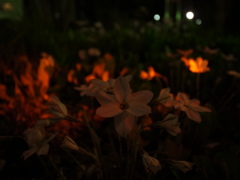 tmp_R00125161749677817