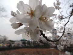 DSCN0401