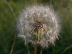わたげ