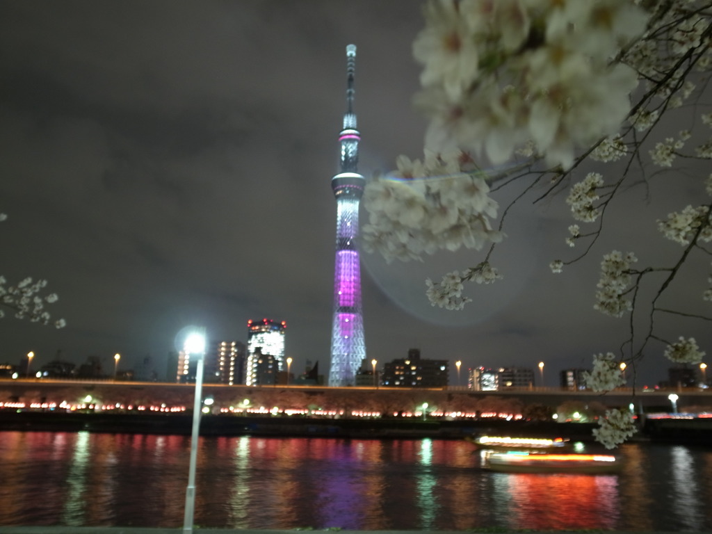 スカイツリーと桜