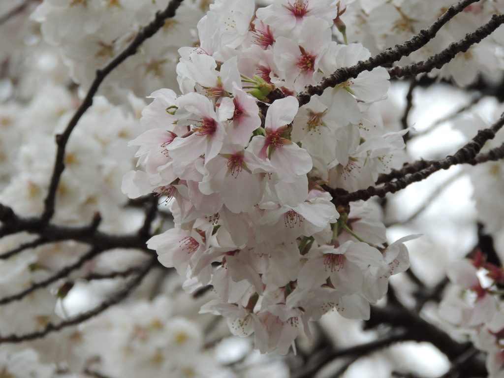DSCN0394