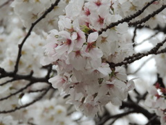 DSCN0394