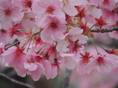 DSCN0383