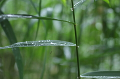 雨宿り