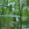 雨宿り