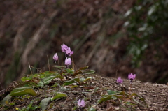 カタクリの花