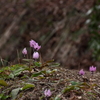 カタクリの花