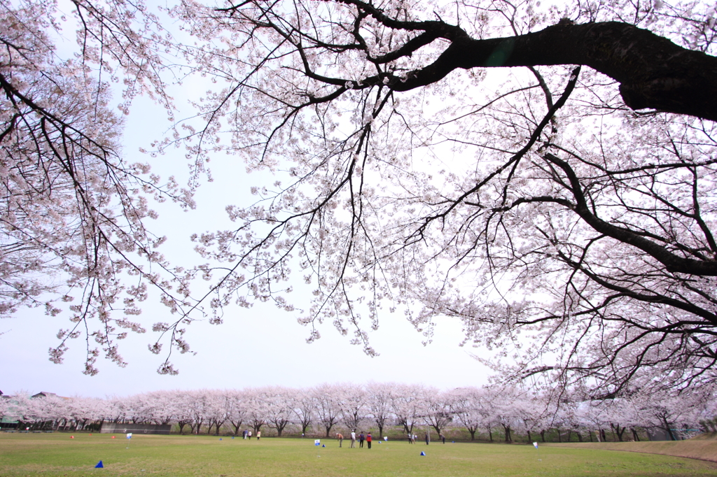 桜の木の下で‥
