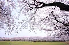 桜の木の下で‥