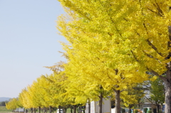黄