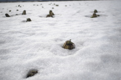 雪下大根