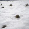 雪下大根