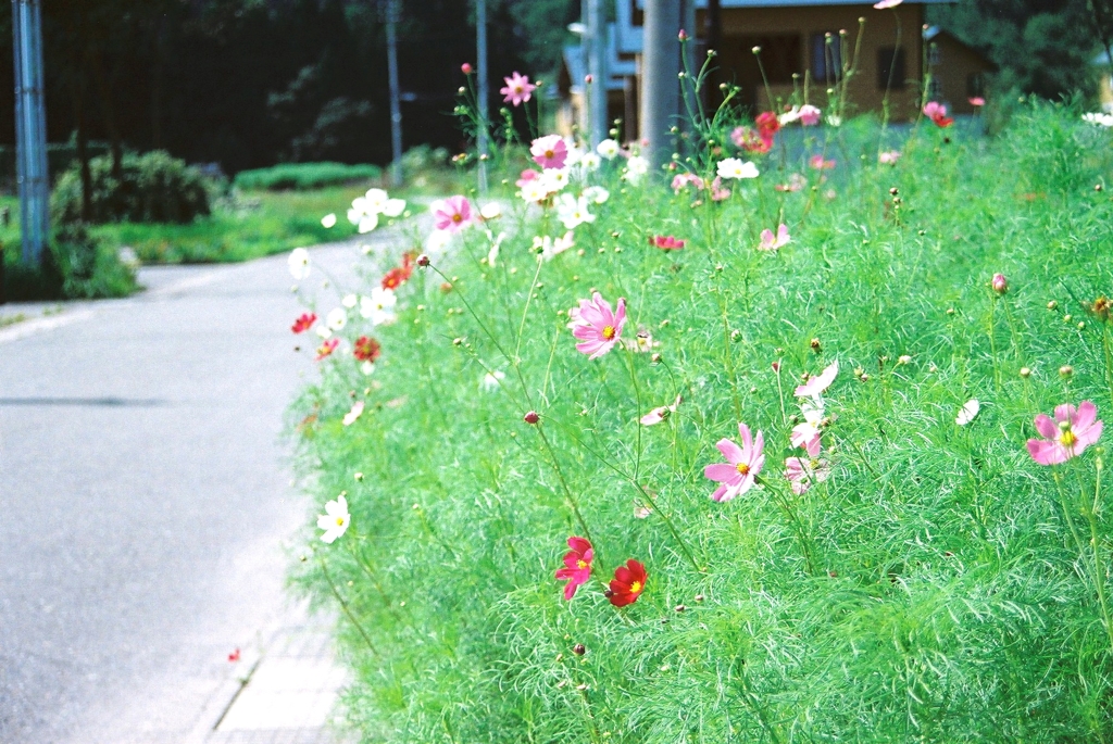 秋桜