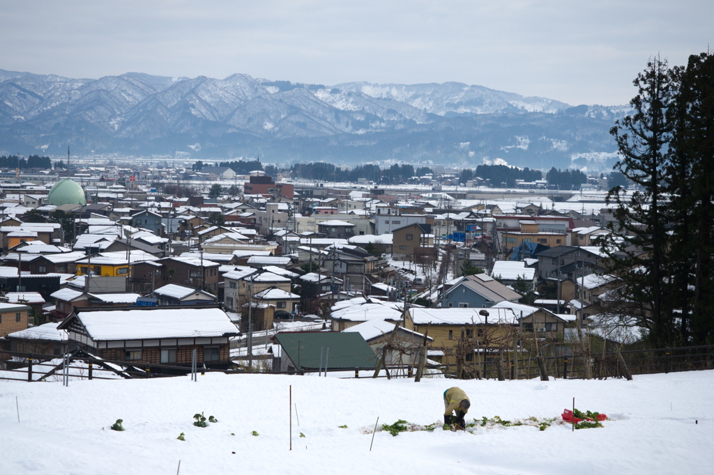雪中大根