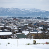 雪中大根
