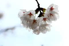 雨に打たれて‥